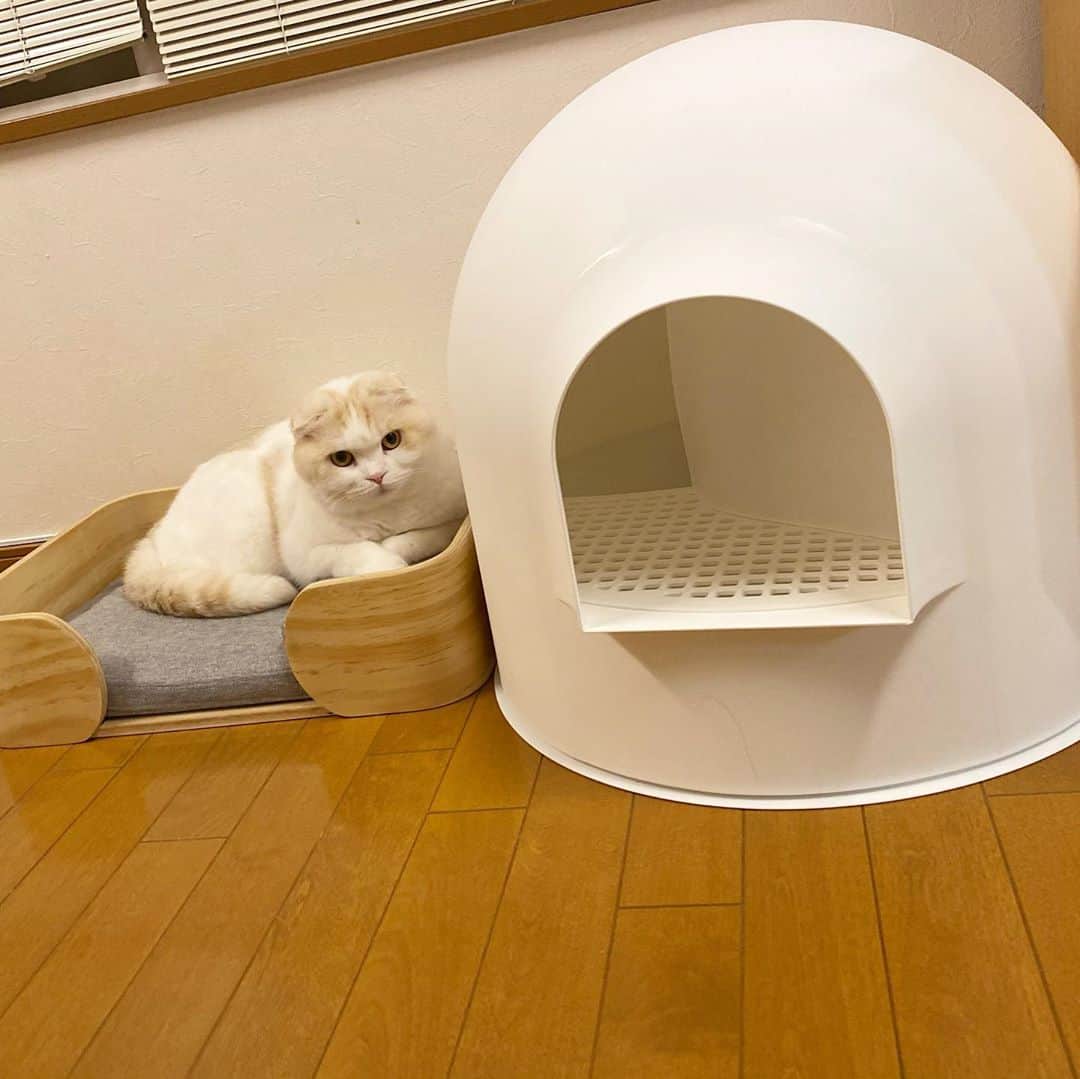 Chiyomame ちよまめさんのインスタグラム写真 - (Chiyomame ちよまめInstagram)「ドーム型トイレと一緒に 我が家にやってきた @pidan_official  #pidan の 猫用ベッド🛏✨ . . みんなすぐに気に入って かわるがわる使ってます😆 見た目もお洒落で 滑り止めも付いていて安定感も🙆‍♀️💕 私たちニンゲンのベッドより立派🤣👍 . . ٩( ᐛ )وは、ドームの方が お気に入りの様子💕 . .  #catoftheday #lovecats #スコティッシュフォールド#ScottishFold #thedailykitten#猫 #Excellent_Kittens#catsofinstagram#kitten #kitty #kawaii#cutepetclub#ScottishFold_toro#scottishfoldkitten#kawaii#まん丸ねこ部#scottishfold_kikuhiko #pidan #scottishfold_yuzu #scottishfold_fubuki #ゆず丸　#猫ベッド　#猫用ベッド　#ベッド　#🛏」9月4日 11時23分 - chiyo.mame