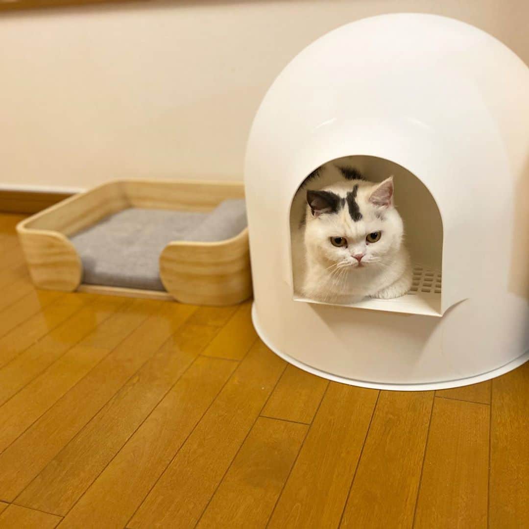 Chiyomame ちよまめさんのインスタグラム写真 - (Chiyomame ちよまめInstagram)「ドーム型トイレと一緒に 我が家にやってきた @pidan_official  #pidan の 猫用ベッド🛏✨ . . みんなすぐに気に入って かわるがわる使ってます😆 見た目もお洒落で 滑り止めも付いていて安定感も🙆‍♀️💕 私たちニンゲンのベッドより立派🤣👍 . . ٩( ᐛ )وは、ドームの方が お気に入りの様子💕 . .  #catoftheday #lovecats #スコティッシュフォールド#ScottishFold #thedailykitten#猫 #Excellent_Kittens#catsofinstagram#kitten #kitty #kawaii#cutepetclub#ScottishFold_toro#scottishfoldkitten#kawaii#まん丸ねこ部#scottishfold_kikuhiko #pidan #scottishfold_yuzu #scottishfold_fubuki #ゆず丸　#猫ベッド　#猫用ベッド　#ベッド　#🛏」9月4日 11時23分 - chiyo.mame