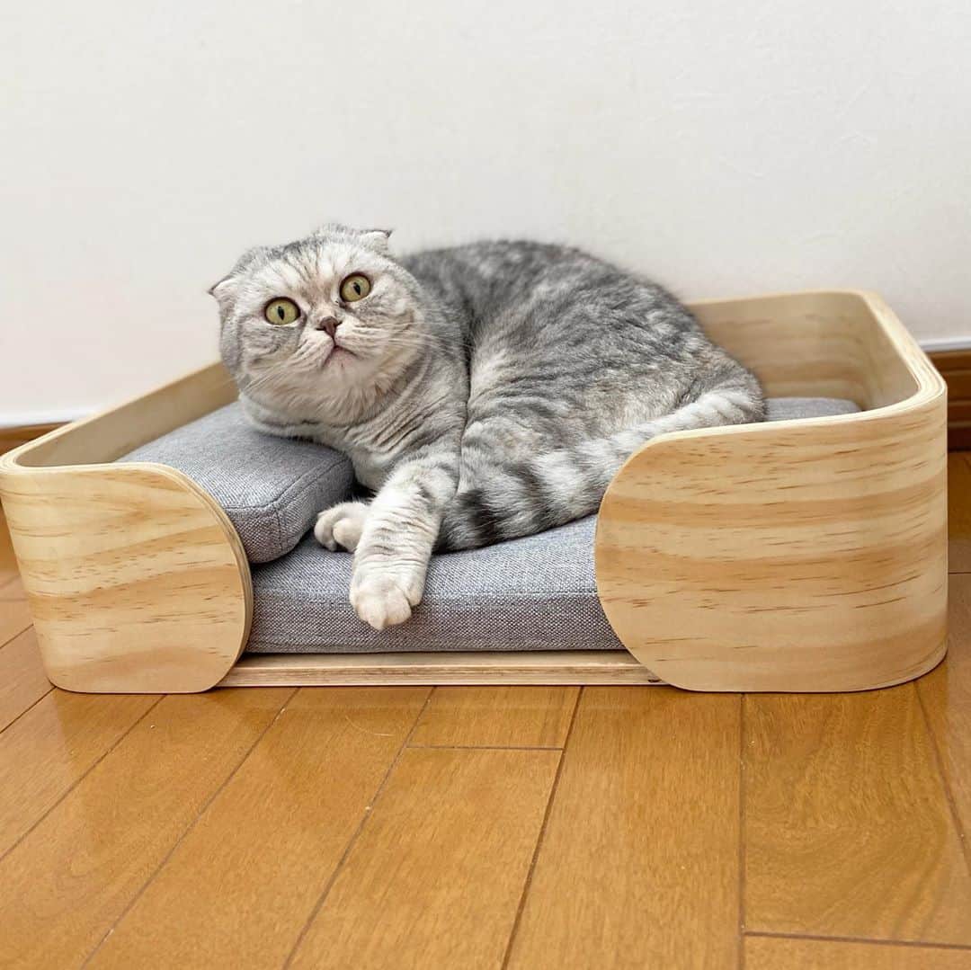 Chiyomame ちよまめのインスタグラム：「ドーム型トイレと一緒に 我が家にやってきた @pidan_official  #pidan の 猫用ベッド🛏✨ . . みんなすぐに気に入って かわるがわる使ってます😆 見た目もお洒落で 滑り止めも付いていて安定感も🙆‍♀️💕 私たちニンゲンのベッドより立派🤣👍 . . ٩( ᐛ )وは、ドームの方が お気に入りの様子💕 . .  #catoftheday #lovecats #スコティッシュフォールド#ScottishFold #thedailykitten#猫 #Excellent_Kittens#catsofinstagram#kitten #kitty #kawaii#cutepetclub#ScottishFold_toro#scottishfoldkitten#kawaii#まん丸ねこ部#scottishfold_kikuhiko #pidan #scottishfold_yuzu #scottishfold_fubuki #ゆず丸　#猫ベッド　#猫用ベッド　#ベッド　#🛏」
