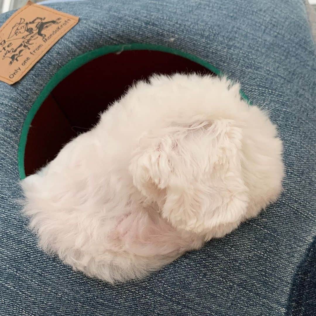 セロリのインスタグラム：「【しっかり備えてください】 今日僕が皆さんに伝えたいことは、ただひとつ。 「台風10号に最大の警戒をしてください」 特に九州・四国・中国地方の皆様、早めに台風の備えをしてくださいね。 どうか被害が出ませんように・・・。 #maltese #マルチーズ #アレルギー #うさぎ #rabbit #prfm #台風 #台風10号 #台風に備えてください」