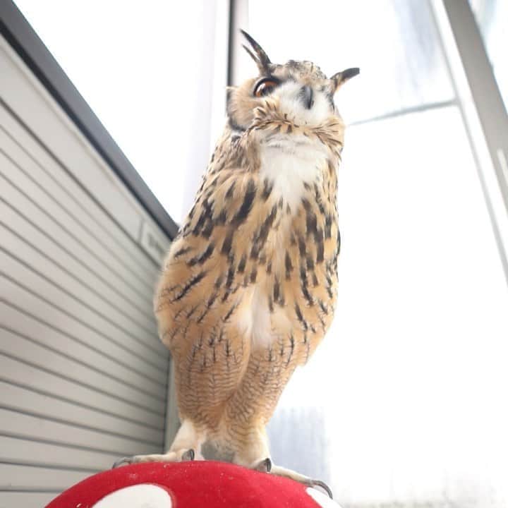 GEN3 Owlのインスタグラム：「ほほーっ。低い声って落ち着く。 I relax when I hear Garu's low voice. #owl #owlgaru」