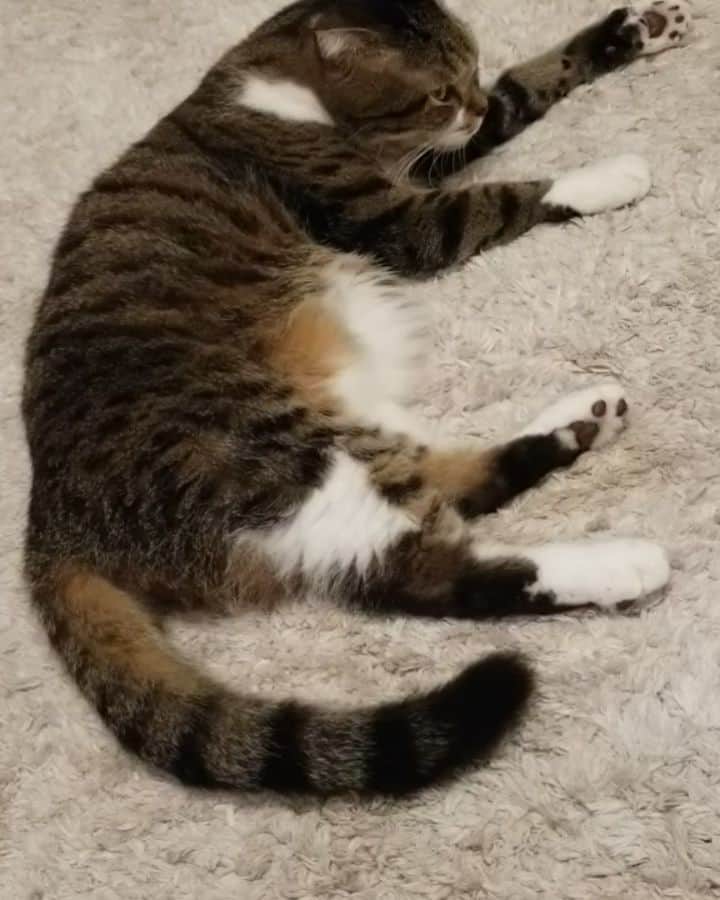 のインスタグラム：「おはようございます😄芸がなくてすみません😅単なるねこの毛繕いです。やっぱり雨になりました… #ねこ  #ねこすたぐらむ  #京都のねこ  #スコティッシュフォールド 　 #スコティッシュフォールド折れ耳  #谷口キヨコ  #きよぴー」