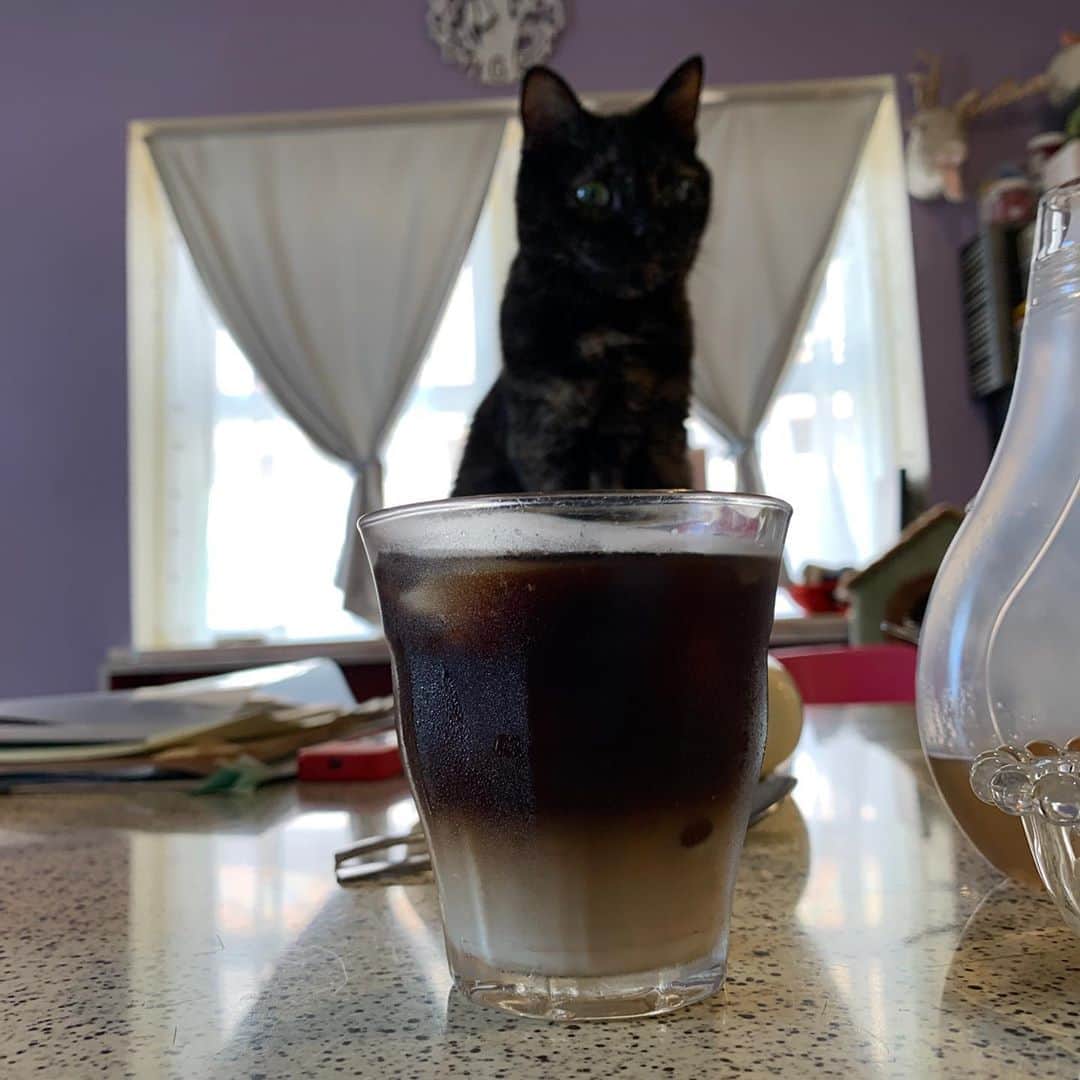 のインスタグラム：「コーヒーの精  呼んだか？ 願いを叶えてしんぜよう。  Coffee spirit   Did you call?  Let's make your wish come true.  #うちの猫ら #hijiki #猫 #ねこ #cat #ネコ #catstagram #ネコ部 http://kachimo.exblog.jp」