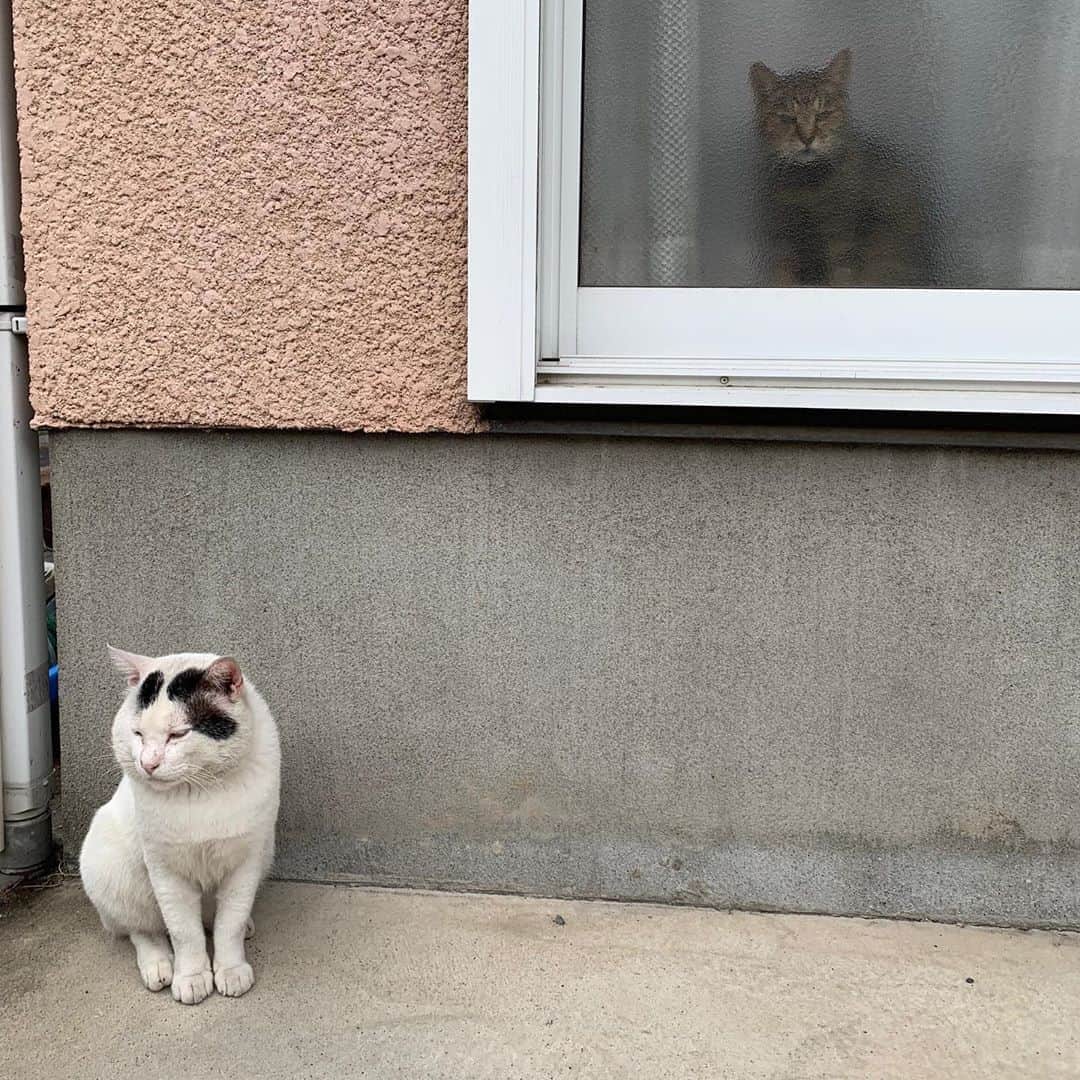 のインスタグラム：「一年前のナナクロ Nanakuro a year ago  Photo:2019.09.04 外でガラス越しだけどココアと一緒に写真におさまったナナクロ。 一年後、一緒にくっついて寝てるなんて思わなかったよ。 #うちの猫ら #ナナクロ #nanakuro #cocoa #猫 #ねこ #cat #ネコ #catstagram #ネコ部 http://kachimo.exblog.jp」