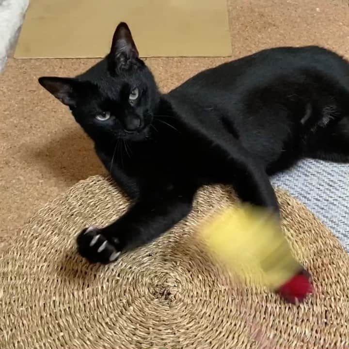 のインスタグラム：「Kuromitu plays fun. #cat #kuromitu #catlover #catlifestyle #catinstagram #mako0mako0 #ねこ　#ねこ動画　#かわいい　#黒猫　#まこまこ #猫のきもち #猫のいる家 #猫じゃらし」