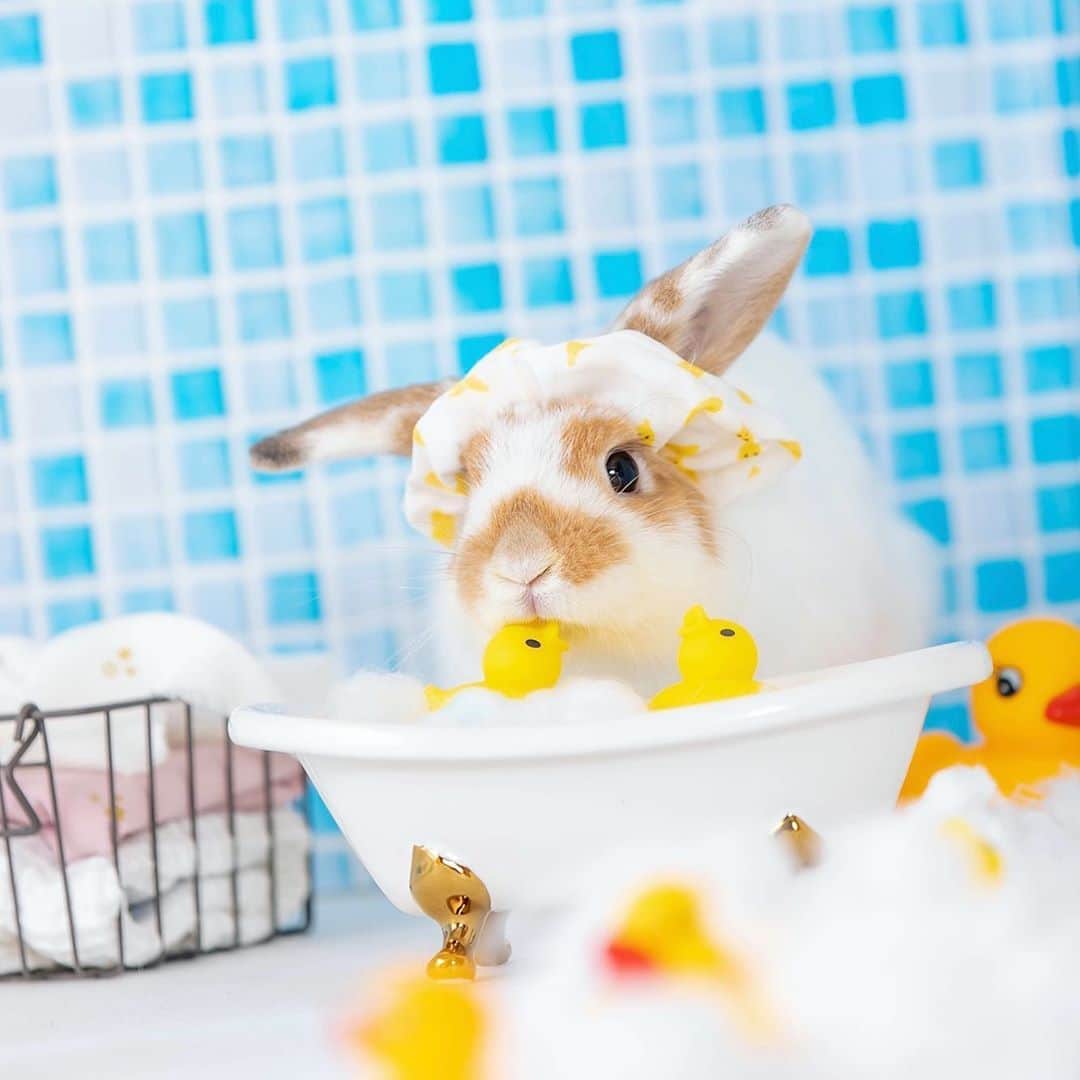 のインスタグラム：「🐶りんりんも一緒に入りたいにょ 🐣キミはお水が苦手でしょ？💦 ＊ ＊ ＊ #妄想お風呂タイム #うさぎはお風呂に入らないよ  #うさぎ #rabbit #bunny #ふわもこ部  #WeeklyFluff #igersjp  #tokyocameraclub #東京カメラ部  #神戸カメラ部  #bunnystagram  #うさぎ部 #ホーランドロップ #hollandlop  #ファインダー越しの私の世界 #art_of_japan #myfujilove」