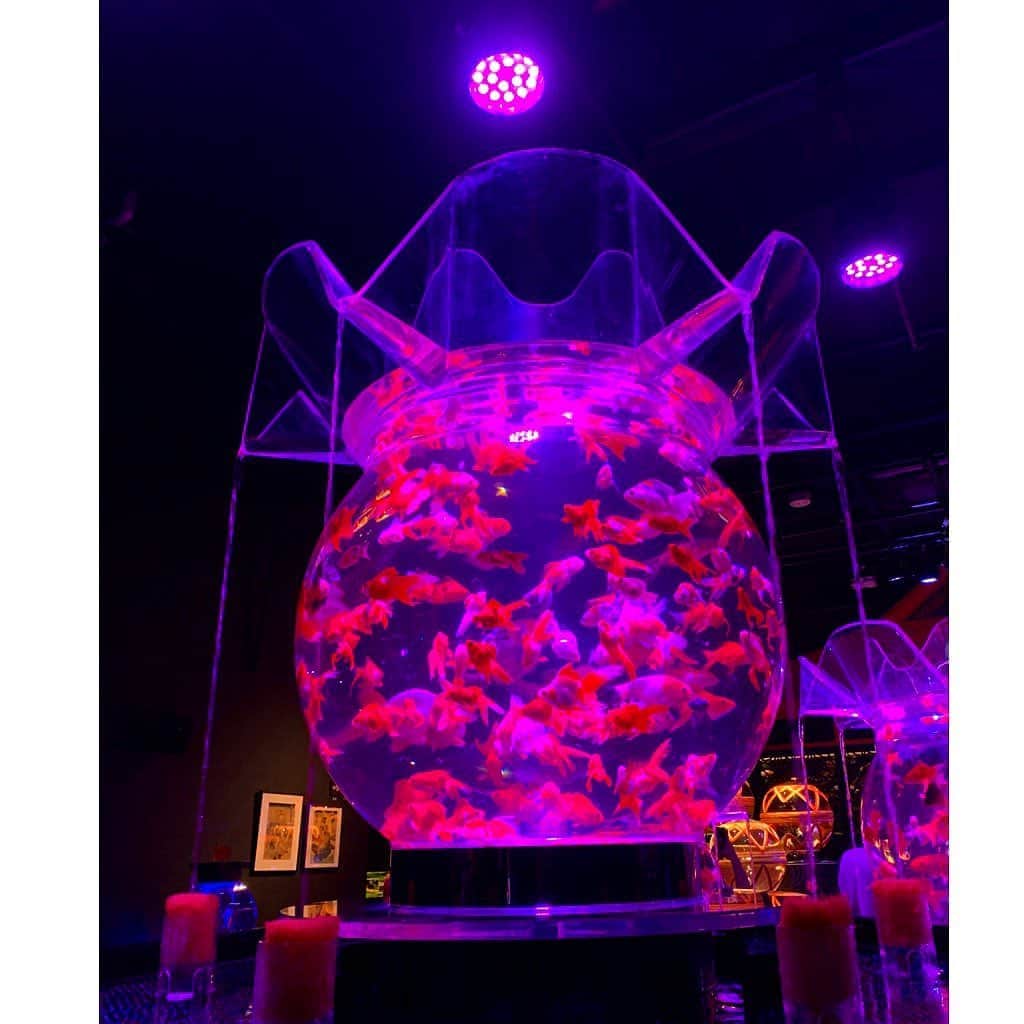 のインスタグラム：「ここは、金魚の惑星🌍🌟 って思わせるほどの世界観😳 凄かったです〜🥰　アートの世界🌈 こんなにも素敵になるのかと😆💕ワクワク💕 金魚もお話しているみたいで、本当可愛くて❤️ なんだかとっても刺激的で癒される空間でした🌏✨✨私達みんなを楽しませてくれて、ありがとう❤️  #アートアクアリウム#金魚#美しい#世界#楽しい#beautiful#good#art#happy#tokyo#japan」