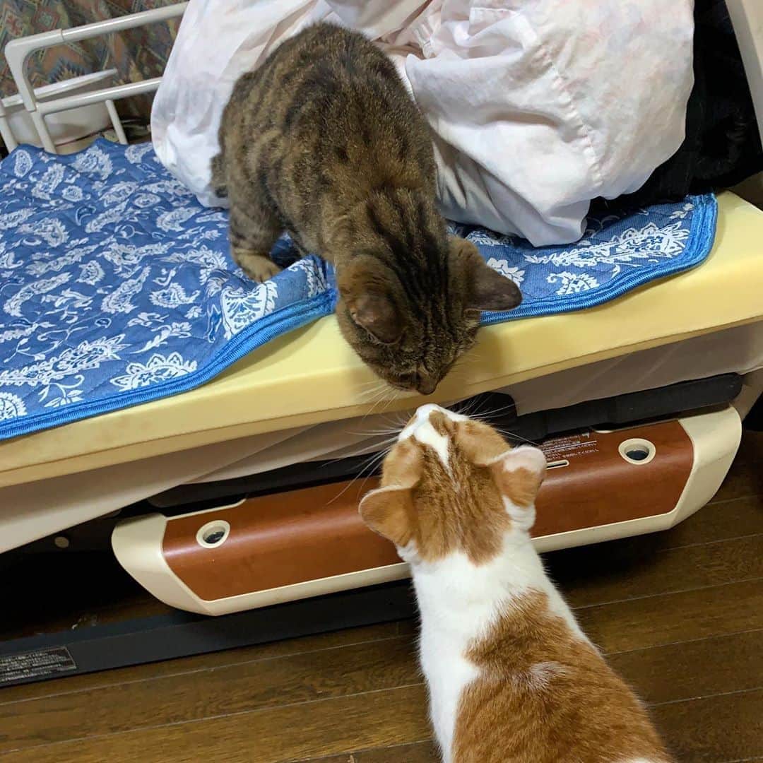 のインスタグラム：「一歩前進した。 #うちの猫ら #cocoa #oinari #猫 #ねこ #cat #ネコ #catstagram #ネコ部 http://kachimo.exblog.jp」