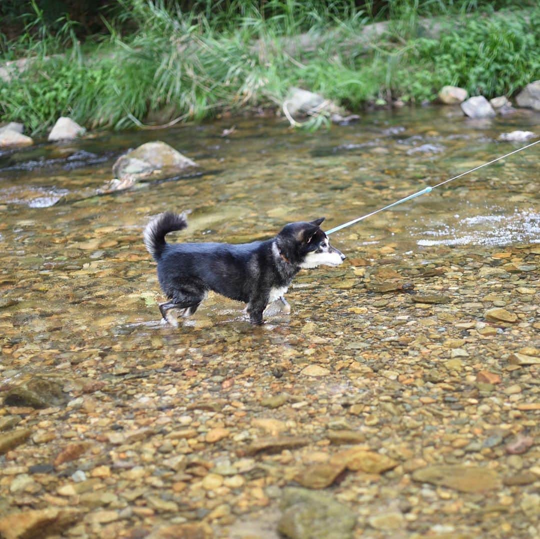 がんちゃんさんのインスタグラム写真 - (がんちゃんInstagram)「三瓶山の帰りには地元の川で川遊び。タッキーは水好きかな〜？と連れて行ったけど、そうでもないらしい😅てんちゃんは柴的総意にもれず水嫌い🤣」9月4日 22時25分 - kota2ann