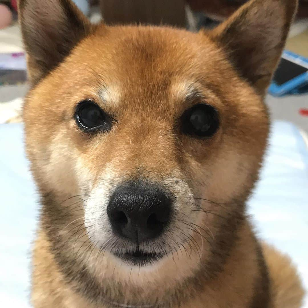 柴犬はなこ Shibainu Hanakoさんのインスタグラム写真 - (柴犬はなこ Shibainu HanakoInstagram)「嫌なことがあったから真顔の柴犬さんでも見て癒されよう。#shiba #dog #shibainu #いぬ #犬 #柴犬」9月4日 22時44分 - kiki_beee