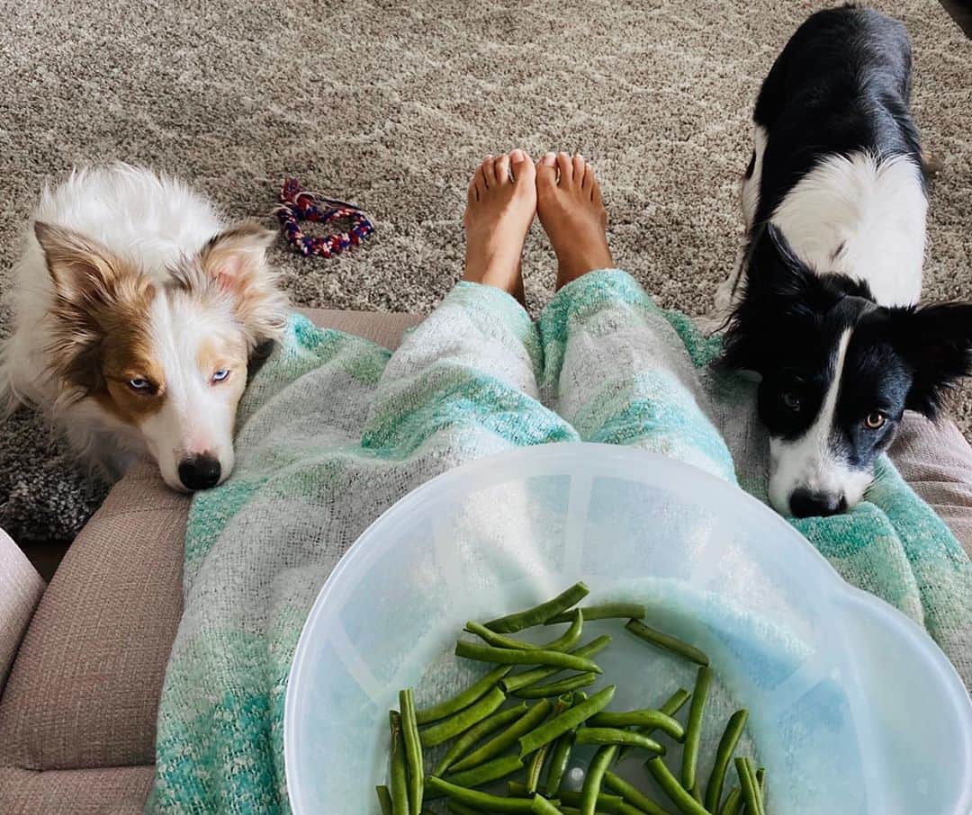 Jazzy Cooper Fostersさんのインスタグラム写真 - (Jazzy Cooper FostersInstagram)「Give us them beans and nobody gets hurt. 😒🥺#alwayswatching #restingBBface」9月4日 23時02分 - bordernerd