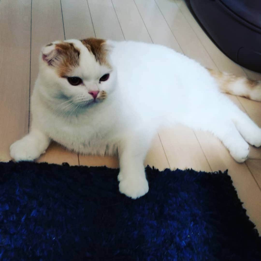 のインスタグラム：「なんか…ダラダラする桃太郎くん🍑もう眠たいんやね。」