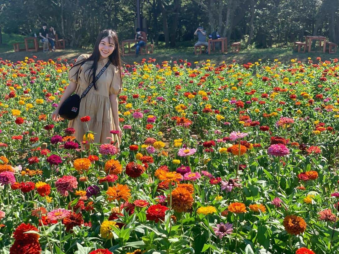 中崎花音さんのインスタグラム写真 - (中崎花音Instagram)「ひまわり以外のお花畑でも📸 ジニアというお花らしいです🌼💗 今年は桜もあまり見れなかったから久しぶりにお花見られて嬉しかった☺️  #お花畑 #ジニア #映え #shooting #ポートレート #portrait #zara #コーデ #のんコーデ #ワンピース #instagood #instalike #instagram #flowers #リフレッシュ」9月4日 15時08分 - cq_kanon_n