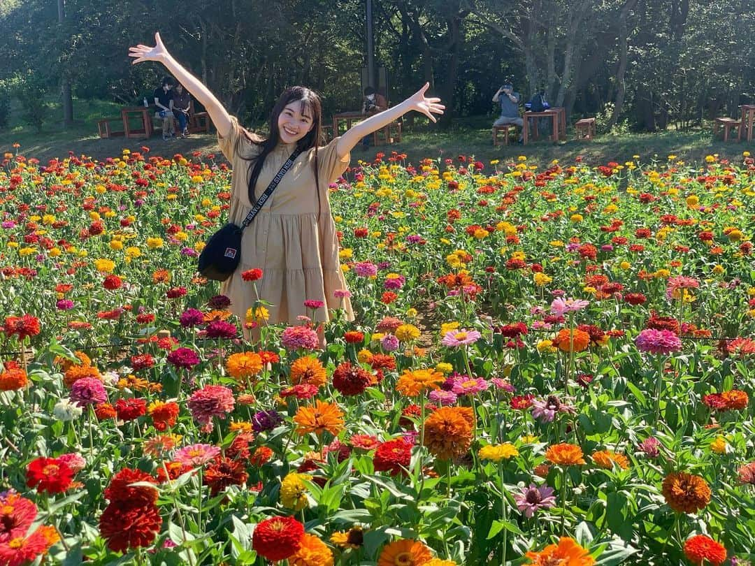 中崎花音さんのインスタグラム写真 - (中崎花音Instagram)「ひまわり以外のお花畑でも📸 ジニアというお花らしいです🌼💗 今年は桜もあまり見れなかったから久しぶりにお花見られて嬉しかった☺️  #お花畑 #ジニア #映え #shooting #ポートレート #portrait #zara #コーデ #のんコーデ #ワンピース #instagood #instalike #instagram #flowers #リフレッシュ」9月4日 15時08分 - cq_kanon_n