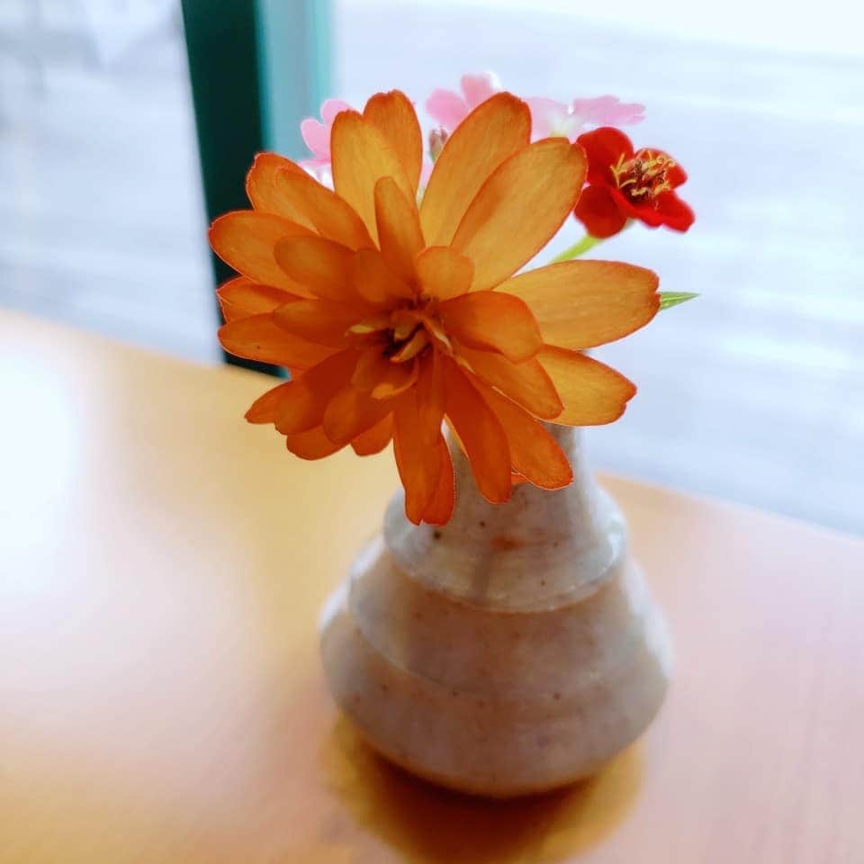 岡本真夜さんのインスタグラム写真 - (岡本真夜Instagram)「#花 #かわいい #オレンジ #癒し #flowers #orange #beautiful」9月4日 15時31分 - mayookamoto510