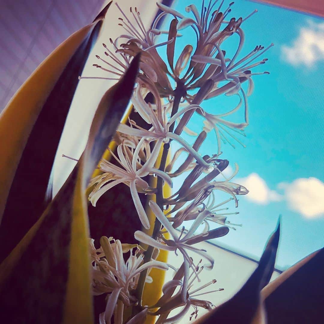 島袋寛子さんのインスタグラム写真 - (島袋寛子Instagram)「– 夕方から夜の静かな時間に咲くサンスベリアのお花さん。 夜が得意、朝が得意。 それぞれに😊 かわいいなぁー♡」9月4日 15時41分 - hiroko.shimabukuro