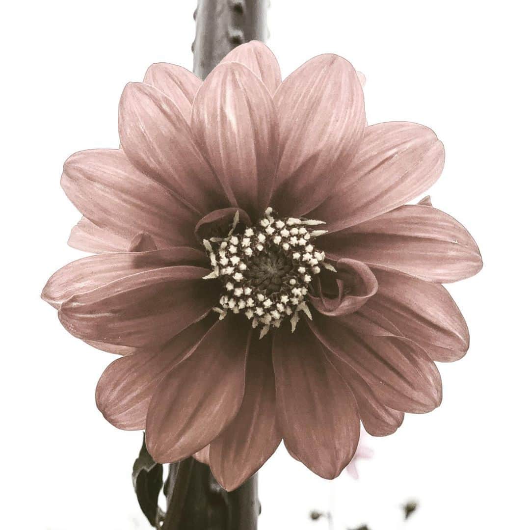 BESさんのインスタグラム写真 - (BESInstagram)「植物園の花  #bes#花」9月4日 15時43分 - bes1983