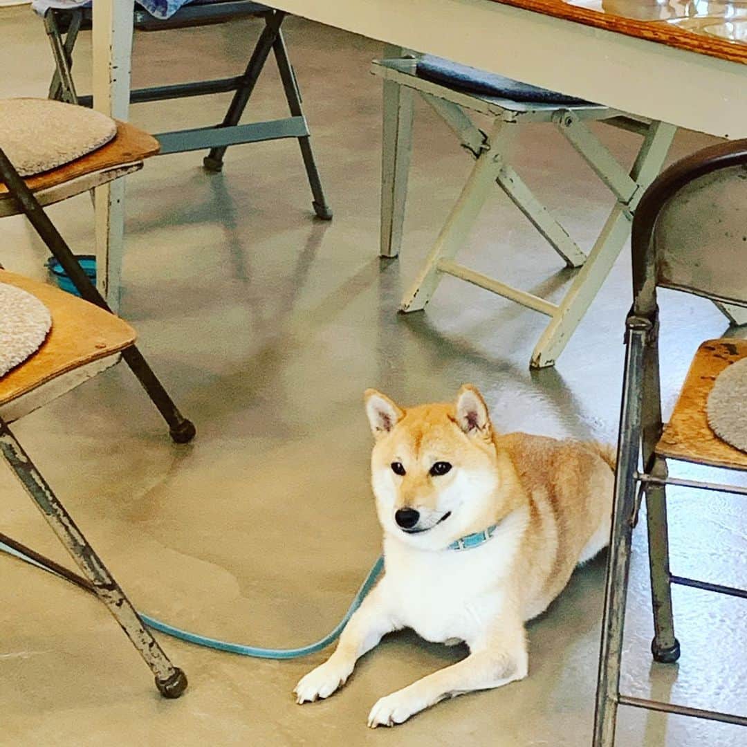 小林ひろ美さんのインスタグラム写真 - (小林ひろ美Instagram)「今日はMAQUIAの撮影でした。 ふわっふわのゲスト、つん君のお陰でスタジオの雰囲気も一層ほっこり😊 . #マキア #撮影 #柴犬 #癒しわんこ  #動物セラピー」9月4日 16時20分 - hiromi_kobayashi__