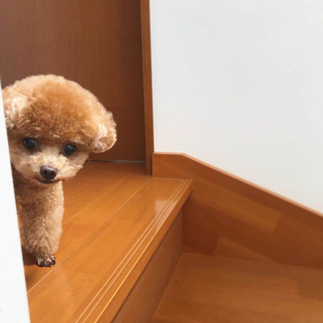 ふわのインスタグラム：「#toypoodle#toypoodlegram#dogsofinstagram#doglover#doglife#instadog#dog#fuwamama#ふわもこのふわ#ふわ#といぷーどる#トイプードル#ふわもこ部#犬バカ部#親バカ部#いぬすたぐらむ#犬のいる暮らし」