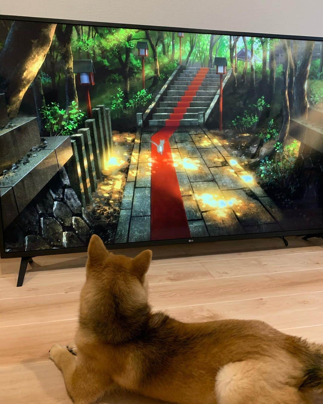 環奈（長沢菜々香の飼い犬）のインスタグラム：「おにゅー！📺 . . .  #豆柴#柴犬#日本犬#黒柴#黒豆柴#まめしば#しばいぬ#しば#しばすたぐらむ #こいぬ #柴  #ここ柴部#柴子犬 #shibalove #mameshiba #kuroshiba #shibainu #shiba #shibadog #shibastagram #shibastyle#なーこ」