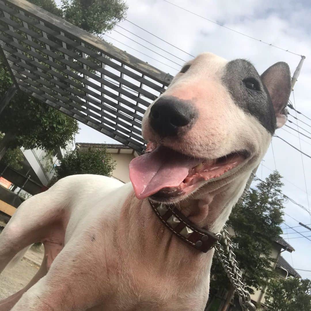 のインスタグラム：「#minituru#bull#terrier#minibullterrier#miniturubullterrier#dog#dogstagram#cute#qtaro#love#family#ミニチュア#ブルテリア#ミニチュアブルテリア#Q太郎」