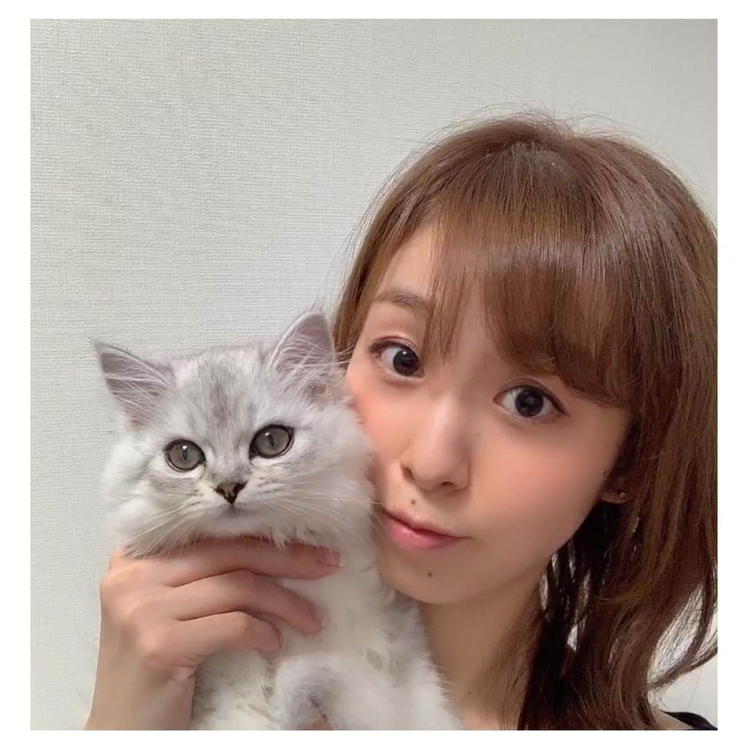 白姫あかりさんのインスタグラム写真 - (白姫あかりInstagram)「. 最近人とほとんど会わないもんで…. どんどん下がっていく女子力をもらいに. @roi_salon へ行ってきました😊 野口さんに絶妙な透明感のあるカラーに仕上げてもらい、相談の結果エクステも継続❣️. 1ヶ月後くらいまでショートにするかまだ伸ばすか…. 考えます💡. . 綺麗に仕上げてもらったので. おうちでミュウとのツーショットに挑戦‼️. なんかすごい嫌がられましたが😂. 奇跡的にとれた数枚を。笑 . . . #ミディアムヘア #エクステ  #ヘアカラー #青山ヘアサロン #表参道ヘアサロン  #愛猫 @miu06_09  #ミヌエット#minuet  #ミヌエット子猫 #ミヌエット女の子 #チンチラシルバー  #にゃんすたぐらむ  #kittycat #cutecat  #catstagram」9月4日 17時19分 - akari_shiraki