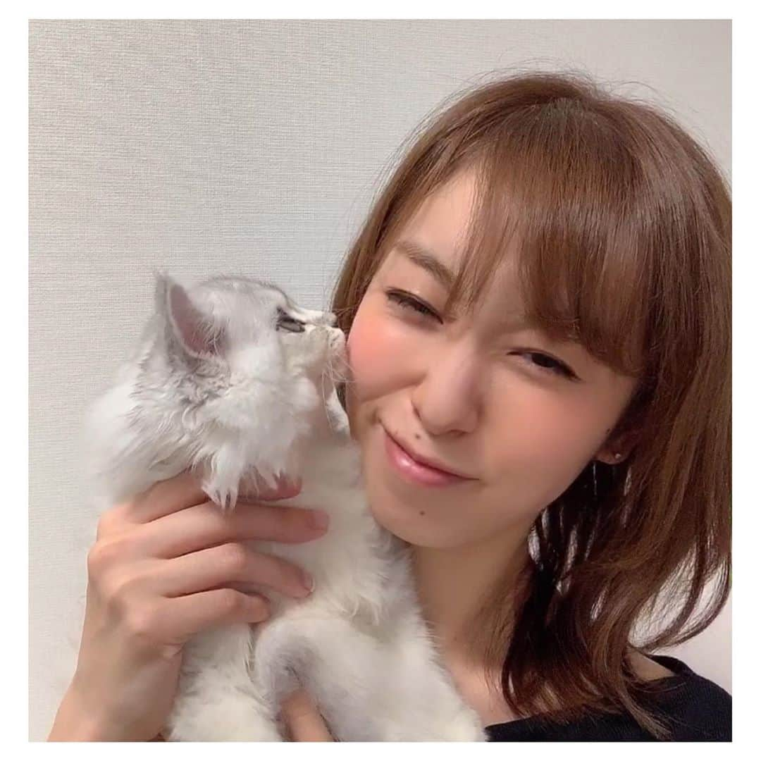 白姫あかりさんのインスタグラム写真 - (白姫あかりInstagram)「. 最近人とほとんど会わないもんで…. どんどん下がっていく女子力をもらいに. @roi_salon へ行ってきました😊 野口さんに絶妙な透明感のあるカラーに仕上げてもらい、相談の結果エクステも継続❣️. 1ヶ月後くらいまでショートにするかまだ伸ばすか…. 考えます💡. . 綺麗に仕上げてもらったので. おうちでミュウとのツーショットに挑戦‼️. なんかすごい嫌がられましたが😂. 奇跡的にとれた数枚を。笑 . . . #ミディアムヘア #エクステ  #ヘアカラー #青山ヘアサロン #表参道ヘアサロン  #愛猫 @miu06_09  #ミヌエット#minuet  #ミヌエット子猫 #ミヌエット女の子 #チンチラシルバー  #にゃんすたぐらむ  #kittycat #cutecat  #catstagram」9月4日 17時19分 - akari_shiraki