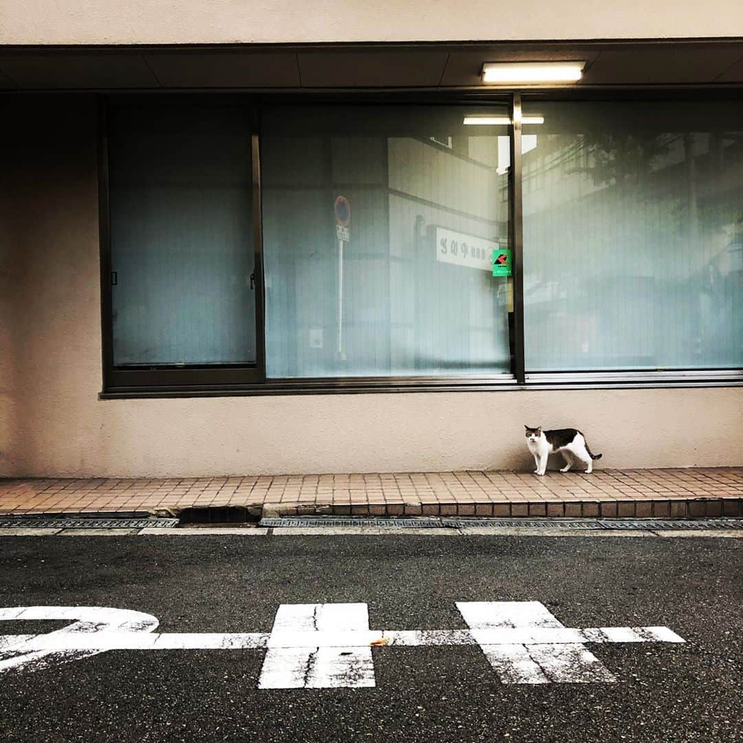 橋本塁さんのインスタグラム写真 - (橋本塁Instagram)「今日も大阪のネッコはカッコ良かった♬ #大阪　#ネコ #ネコスタグラム #cat #catstagram #ネッコ」9月4日 17時46分 - ruihashimoto