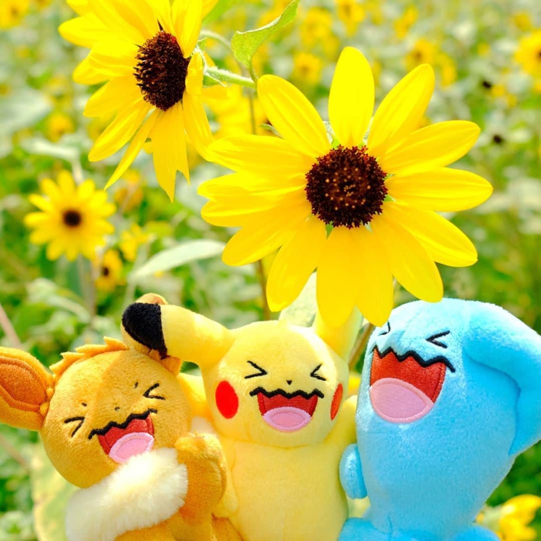 ピカチュウ公式Instagramさんのインスタグラム写真 - (ピカチュウ公式InstagramInstagram)「【今日のピカチュウ】 ひまわり畑でパチリ🌻📸✨ みんなとってもいい笑顔😆😆😆 #pikachu #eevee #wobbuffet #pokemon #pikachu_snap #photooftheday #sunflower #smile #laugh #laughing #ピカチュウ #イーブイ #ソーナンス #ポケモン #ひまわり #笑顔 #スマイル」9月4日 18時00分 - pokemon_jpn