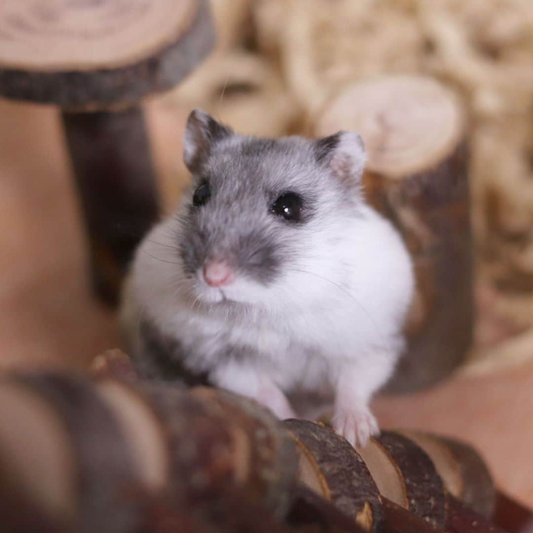 hamster_mocoのインスタグラム