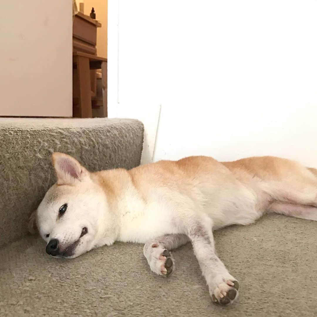 柴犬リリコのインスタグラム：「柴犬落ちてます😴 寝室のエアコンの冷気とリビングのエアコンの冷気でちょうど良い階段の踊り場🎐 #残暑 #行き倒れ犬」