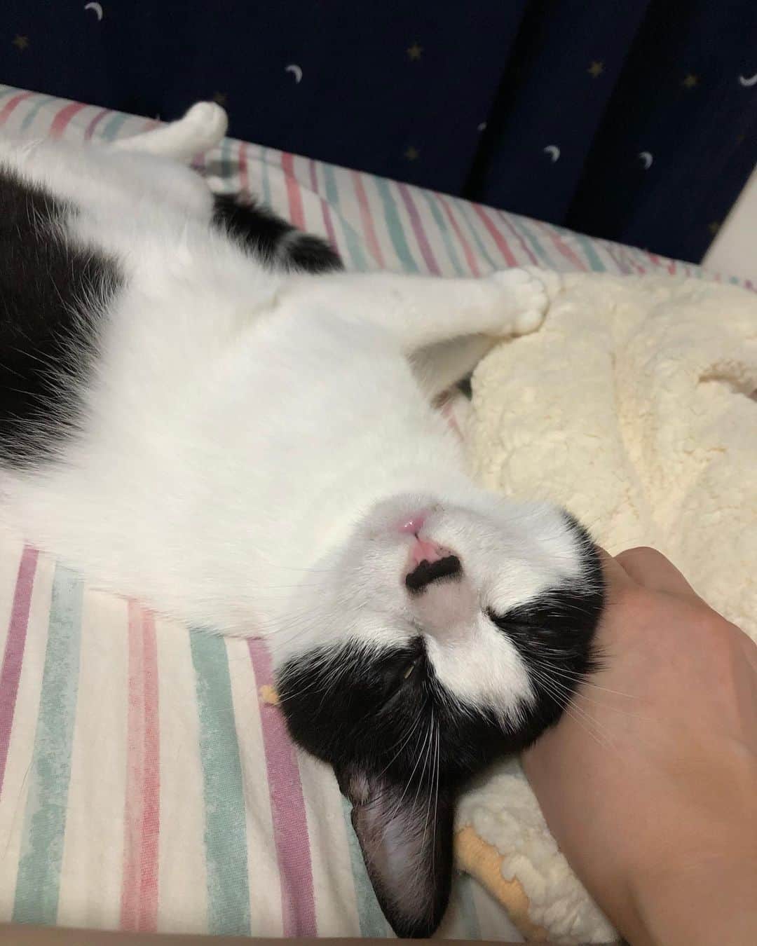 ぽんずのインスタグラム：「耳元掻かれるの好きよね。  #ねこ#猫#cat#猫好き#親バカ#はちわれ#ハチワレ#はちわれ猫#ハチワレ猫#白黒猫部#にゃんすたぐらむ#ilovecat#猫大好き#うちの猫自慢#白黒猫 #我が家のぽんずくん #ちゅーちゅー妖怪」