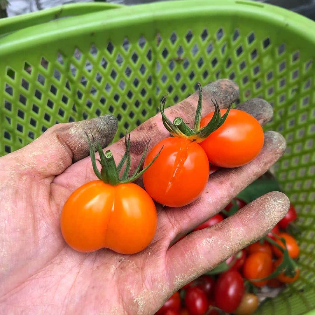 アンジェラ佐藤さんのインスタグラム写真 - (アンジェラ佐藤Instagram)「収穫のお手伝い中に見付けた双子のトマトちゃん(*´艸`)  #トマト #艶々ぷくぷくで美味しそう #1つの房に2個実がなってるの #ちょっとお尻みたい笑 #収穫の時は素手で作業するので手がドロドロ #汚れは頑張ってる証拠という事で #最近野菜ソムリエの吉川雅子さんに農家さんをご紹介してもらってるんだよ #札幌の農業を盛り上げる札幌農耕接触倶楽部 #今回も川瀬農園さんにお邪魔しました #明日も丘珠あおぞら市に出店なさるそうですよ」9月4日 19時01分 - angela_satou