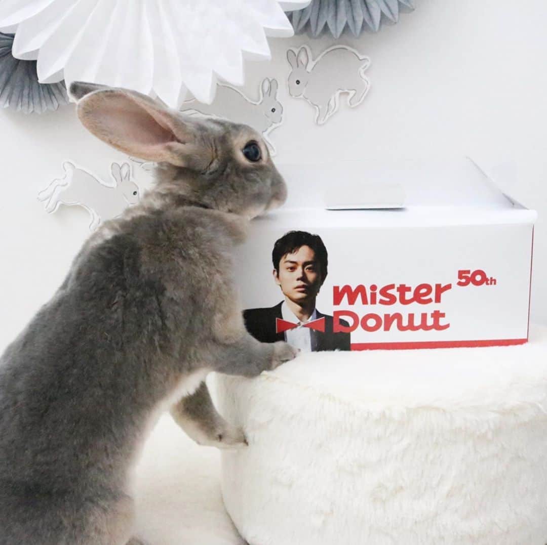 Kayoのインスタグラム：「菅田くんにすりすり♡ いいことあるどー  ・ ・ 台風の買い出し行って、菅田くんを連れて帰る♡ 基本的にポンデリング派やけど、このコはスルーできなかた👻」