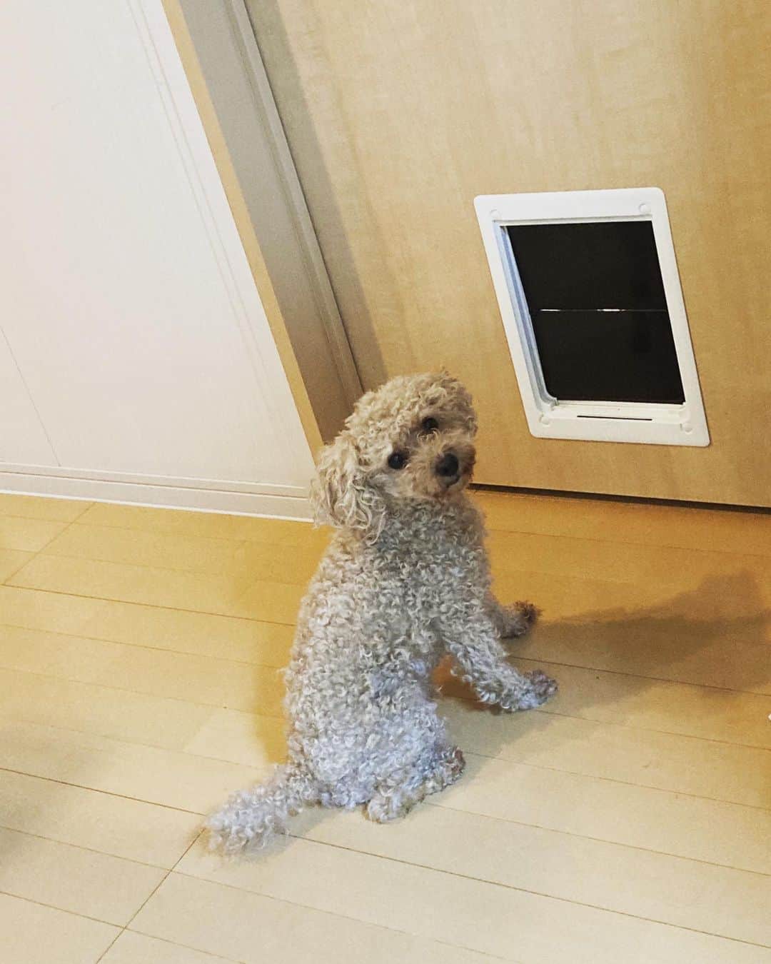 チャチャ丸のインスタグラム：「パパが仕事してる所を覗いてるチャチャ丸を、 見つめているママ。 . . #トイプードル #覗き見 #toypoodle #イコール」