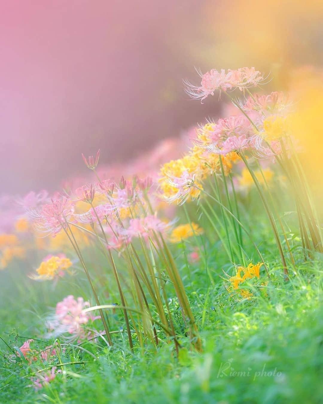 花の写真館のインスタグラム：「Photo by @riemi4760.⠀ https://instagram.com/riemi4760/⠀ .⠀ Original Post[投稿いただいたURL]⠀ https://www.instagram.com/p/B2c7SYXAvmS/⠀ .⠀ 本アカウントは、 #私の花の写真 をつけてInstagramに投稿された皆さまの花の写真や、「花の写真館」Facebookページで投稿された花の写真を紹介します。⠀ 「花の写真館」Facebookページは、「 @floral.photograph 」のプロフィールにあるURLからご覧ください。⠀ .⠀ ※各自、政府、自治体など公的機関の指示に従った行動をお願いします。⠀⠀ 東京カメラ部および分室では、写真を「見る楽しみ」を提供することを通して、微力ながら皆様にわずかな時間でも癒しをお届けしたいと思っております。⠀ ※本アカウントは東京カメラ部がFacebook、Instagramのサービスを利用して運営しているもので、Facebook社・Instagramとは一切関係ありません。⠀ .⠀ #花の写真館 #floralphotograph #floralphoto #flower #flowers⠀ Follow: @floral.photograph」