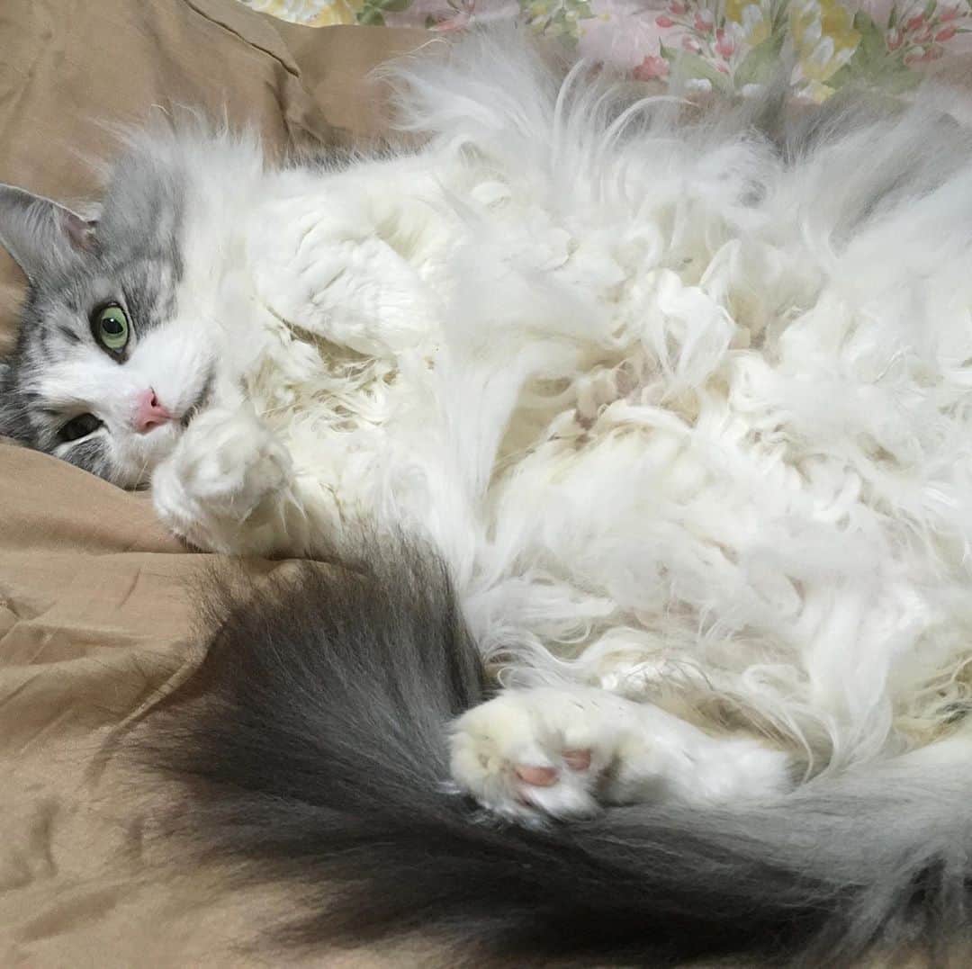 lululukululuさんのインスタグラム写真 - (lululukululuInstagram)「うちの子　　lulu 🐈❤︎💓 #ねこ#ネコ#猫#cat」9月4日 19時59分 - tajitajicat