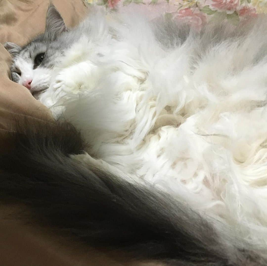 lululukululuさんのインスタグラム写真 - (lululukululuInstagram)「うちの子　　lulu 🐈❤︎💓 #ねこ#ネコ#猫#cat」9月4日 19時59分 - tajitajicat