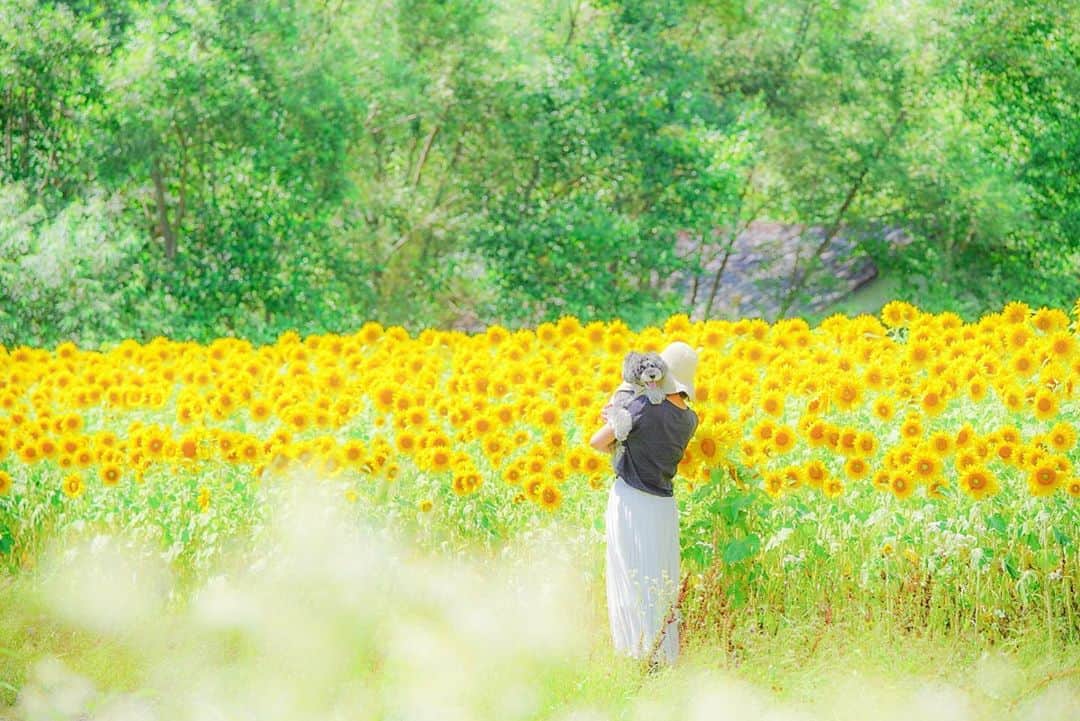 のインスタグラム：「⑅︎◡̈︎* ・ ひまわり畑からこんばんワン🐾 イヴ＆ママです♥︎︎∗︎*ﾟ ・ ひまわりの時期も過ぎたので、北海道のひまわりを慌ててアップヾ(≧︎∪︎≦︎*)ﾉ〃 ・ まだまだ真夏のような残暑が続いているので、気分は夏です♥︎︎∗︎*ﾟ ・ 台風10号がすごい勢力で沖縄・九州地方へ近づいていますね。くれぐれもご注意下さいませ！ どうか被害が出ませんように。。。 ・ #北海道旅行  #道東  #足寄  #ひまわり  #嫁グラフィー  #わんこと旅行  #ジェニッカーズ  #dogenic #わんことおでかけ #doglife #doglover #inuくらぶ_jpn #しゅなら部 #ミニチュアシュナウザー #ミニシュナ #シュナウザー #miniatureschnauzer #schnauzer #schnauzerofinstagram #schnauzer_lovers #schnauzer_of_instagram #asianfusiongrooming #inulog  #todayswanko  #inutokyo  #only_one_wan  #paw_smile_pictures #inutome #うちの子可愛く撮り隊 #わんこカメラ部」