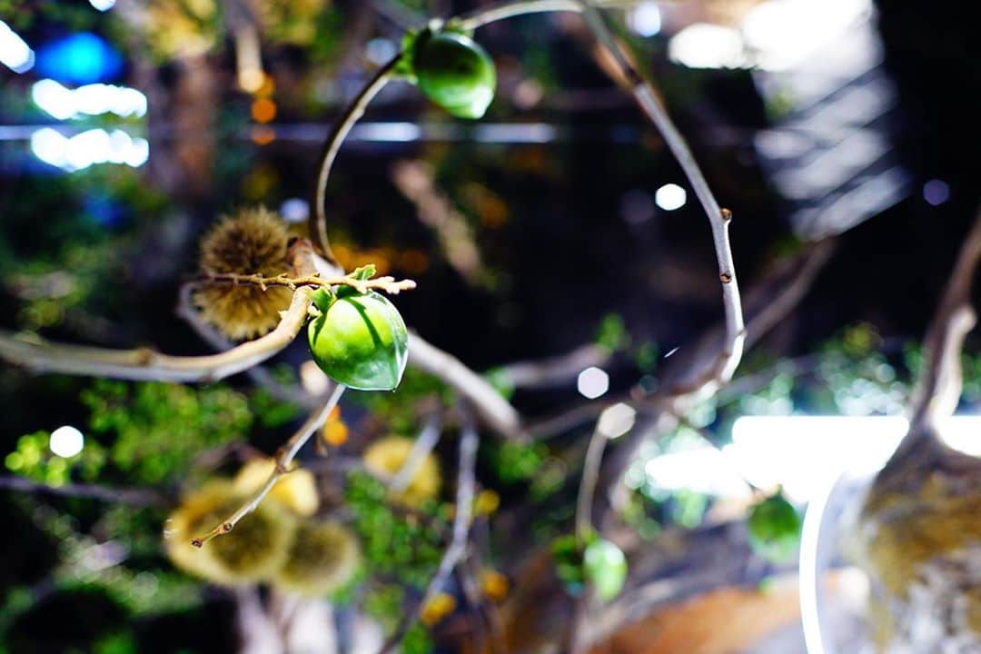 Miraikan, 日本科学未来館さんのインスタグラム写真 - (Miraikan, 日本科学未来館Instagram)「常設展「計算機と自然」に柿や栗、ツルウメモドキがお目見え。一足早く秋がやってきました！手がけた華道家 辻雄貴さんによると、少しずつ熟して色合いが変わってくるそう。秋の深まりが楽しみです。 #日本科学未来館 #未来館 #計算機と自然計算機の自然 #Miraikan #yukitsuji #辻雄貴  Autumn has come here!」9月4日 20時30分 - miraikan