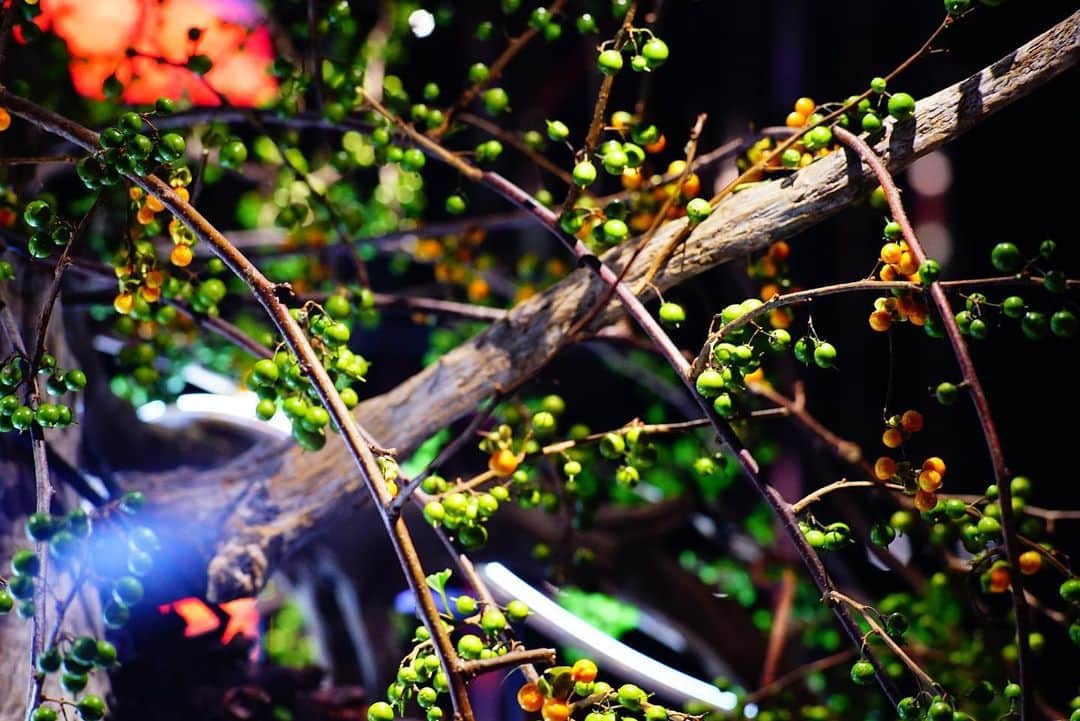 Miraikan, 日本科学未来館さんのインスタグラム写真 - (Miraikan, 日本科学未来館Instagram)「常設展「計算機と自然」に柿や栗、ツルウメモドキがお目見え。一足早く秋がやってきました！手がけた華道家 辻雄貴さんによると、少しずつ熟して色合いが変わってくるそう。秋の深まりが楽しみです。 #日本科学未来館 #未来館 #計算機と自然計算機の自然 #Miraikan #yukitsuji #辻雄貴  Autumn has come here!」9月4日 20時30分 - miraikan