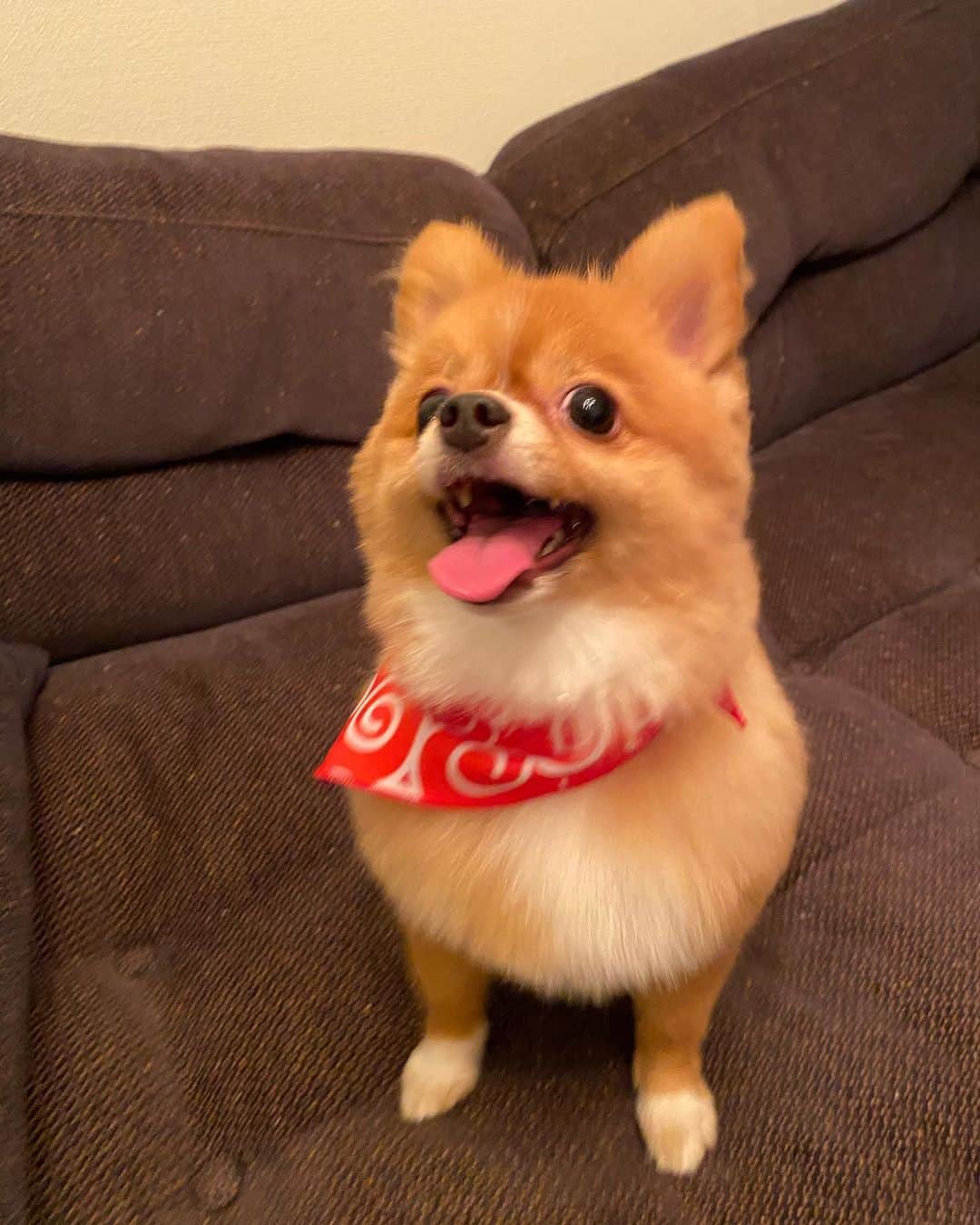 村田倫子さんのインスタグラム写真 - (村田倫子Instagram)「トリミングしたら 柴犬みたいになったね。 おしりかたまらんです🍑」9月4日 20時36分 - rinco1023