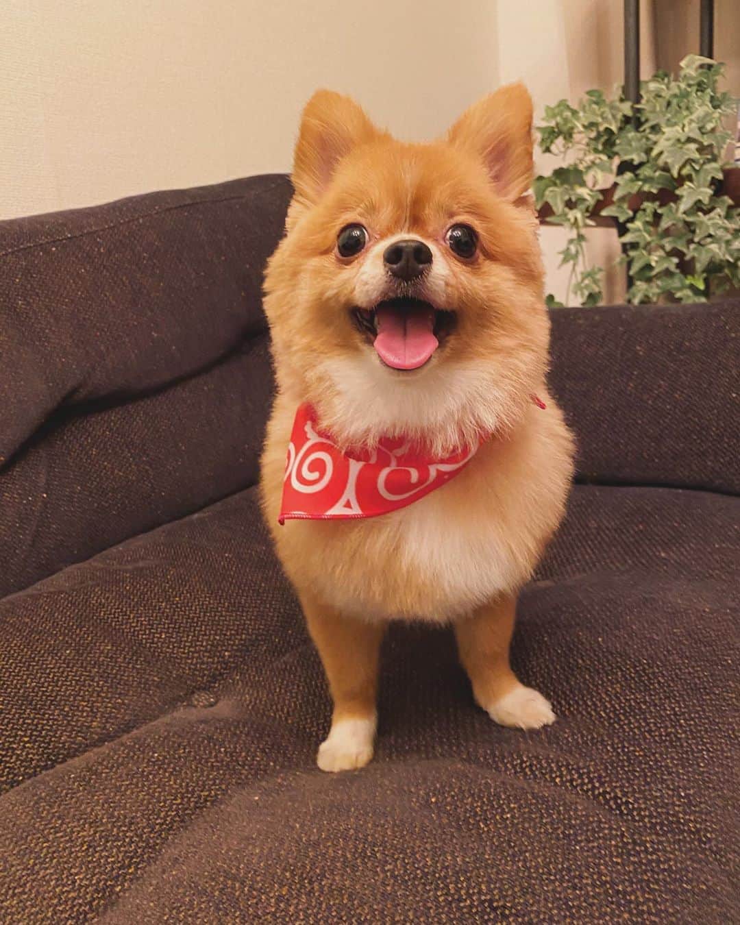のインスタグラム：「トリミングしたら 柴犬みたいになったね。 おしりかたまらんです🍑」