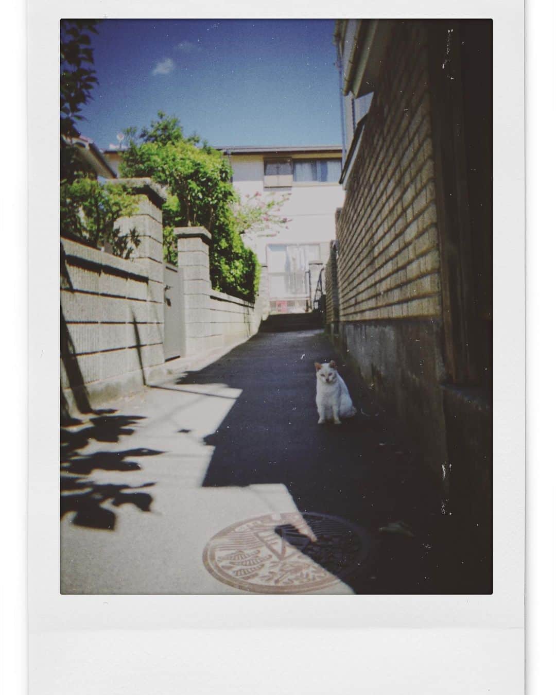 大原梓さんのインスタグラム写真 - (大原梓Instagram)「最近撮った写真たち( ∩'-'📷⊂ )」9月4日 20時44分 - ohara_azusa