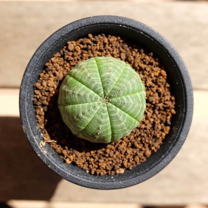 LOVEGREEN -植物と暮らしを豊かに。さんのインスタグラム写真 - (LOVEGREEN -植物と暮らしを豊かに。Instagram)「[やっと見つけたオベサ] . 丸くて縞模様が特徴的なユーフォルビア オベサ . 小さいオベサを育ててみたいなと思っていたのですが、お店で見かけるものは少し大きめなことが多く、もう少し小さい株が良いなとなかなか手に入れられず . そんな日々が続いたある日、隣駅のお店をのぞいてみると小ぶりな植物が入荷していたので、もしかしたらと隅々まで探すと小ぶりのオベサを発見！ . やったー！と心の中で叫んで即購入 . あまり植物を増やさないようにしていても、気づけば欲しい植物がでてきて、その植物を探してしまうことありますよね… . ■今回の植物 Euphorbia obesa ユーフォルビア オベサ  .  植物に愛と潤いを。植物初心者ライター、仲野がお届けする# LOVE PLANTS CLUB。 . 毎週金曜日に投稿しているので、次回の投稿もお楽しみに！ . ─────────────── # LOVE PLANTS CLUB ─────────────── 植物好きのための架空グループ、# LOVE PLANTS CLUB。 植物初心者ライターが植物を育てて、愛でて、その魅力を発信していきます。 . 皆さんもお気に入り植物を投稿して、 #loveplantsclub を盛り上げませんか？ . 1. このアカウント( @lovegreen_official )をフォロー 2. Instagramに #ラブグリーン と #loveplantsclub つけて投稿 . 皆さんの植物投稿を楽しみにしています！ もしかしたら、あなたの投稿がLOVEGREENの記事に掲載されるかも！？ .  #ユーフォルビア #ユーフォルビアオベサ #オベサ #euphorbia #obesa #euphorbiaobesa #個性派植物 #珍奇植物 #珍奇植物のある暮らし #ミニプランツ #インテリアグリーン #インテリアプランツ #部屋植物 #部屋植 #可愛い植物 #賃貸 #1k #一人暮らし #インテリア #houseplants  #日々の暮らし #暮らしを愉しむ #ラブグリーン #lovegreen #植物のある暮らし #植物と暮らしを豊かに #植物」9月4日 21時00分 - lovegreen_official