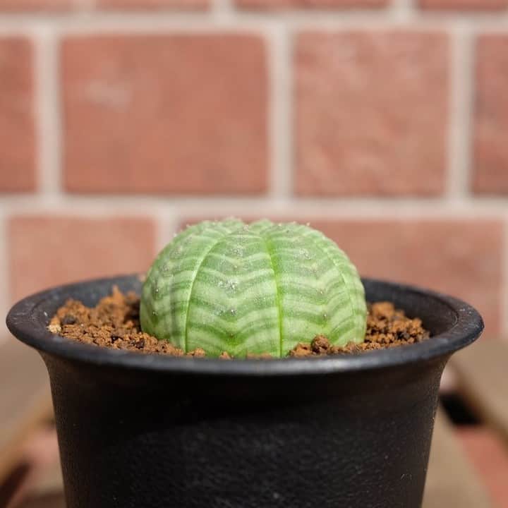 LOVEGREEN -植物と暮らしを豊かに。のインスタグラム