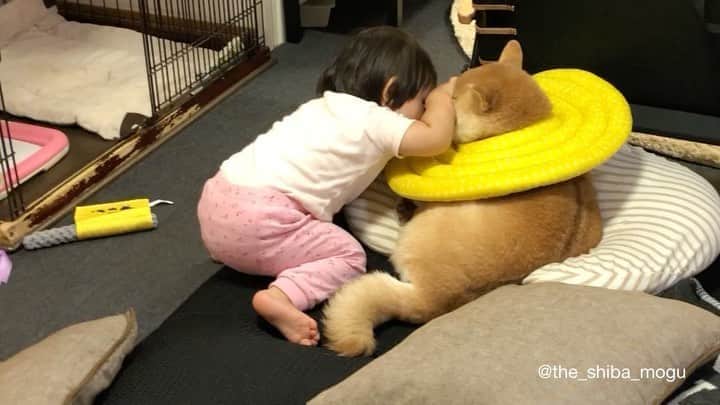 Moguのインスタグラム：「. ばあ〜！じゃないなの。 Peekaboo! #かんべんしてよ . @the_shiba_mogu  #柴犬 #shibainu #shiba#赤柴 #redshiba#犬 #dog#しばいぬ#nannydog#犬と子供#子供と犬#柴犬と子供#柴#赤ちゃんと犬#犬と赤ちゃん#柴犬と赤ちゃん#赤ちゃんと柴犬#柴犬のいる暮らし#子守犬」