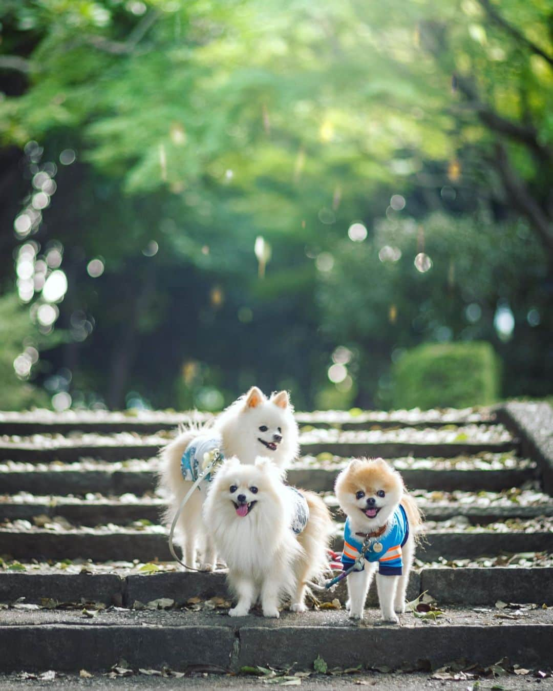 ポテチンのインスタグラム：「Rain of fallen leaves🍁  落ち葉の雨に出会いましたぢょ。」