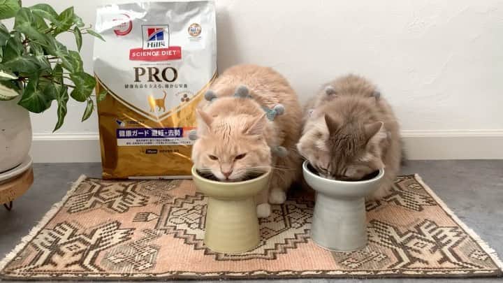 nocoaのインスタグラム：「． ふたりが集中してモグモグ食べてるのはヒルズさんのヒルズ サイエンス・ダイエット〈プロ〉猫用【健康ガード 避妊・去勢】避妊・去勢後。  プロシリーズは療法食はまだ必要ないけど、今後の健康の悩みに備えるためのものだそう。 すごい安心感🤤✨  うちは見ての通りぽっちゃりさんが多いのでダイエットのためにこちらをチョイス。 香りが良くって食いつき抜群！油っぽさがなくサラッとしています。 健康な免疫力の維持を助ける抗酸化成分「ビタミンE + C」がたっぷり含まれているのでますます元気に👏✨  今、乗り換えキャンペーン期間限定実施中でヒルズ製品以外からサイエンスダイエット（プロ）に乗り換えると応募者全員にもれなく1,000円をキャッシュバック中 ※締め切り2020 年10月7日（水） フード選びに悩んでる方はぜひお試ししてみてね🙋🏻‍♀  @hillspet_japan  #pr #ヒルズペット #にゃんだふるらいふ」