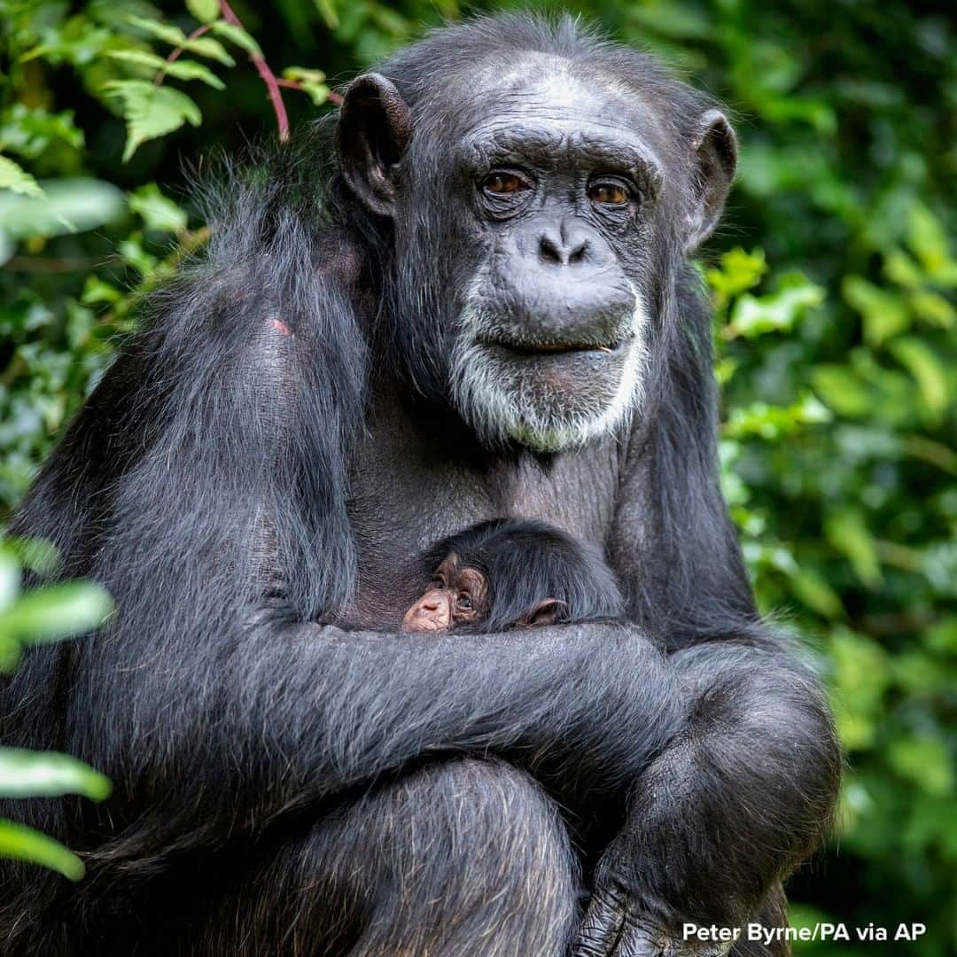 ABC Newsさんのインスタグラム写真 - (ABC NewsInstagram)「MOTHERLY LOVE: Western chimpanzee Mandy cradles her newborn baby at Chester Zoo, England. #chimpanzees #animals #babyanimals #zoo」9月4日 21時23分 - abcnews